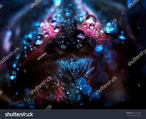 Shining Tarantula Water Drops Stock Photo 231732832 Shutterstock