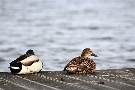 Mallard Duck Bird Free Photo On Pixabay Pixabay