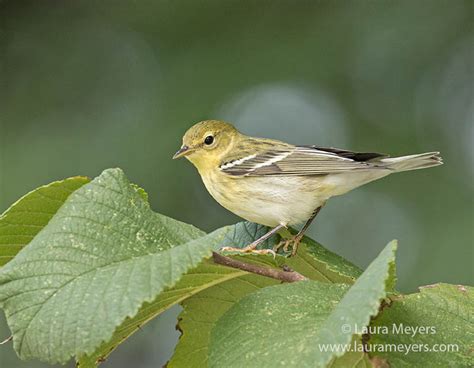 Blackpoll Warbler Fall - Laura Meyers Photograpy