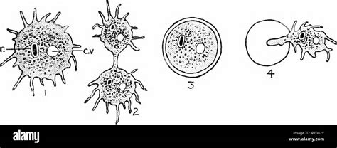 Excretion In Amoeba