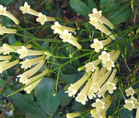 Cigar Plant Rose Cuphea Ignea Coan Seeds