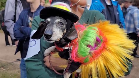 Sausagedog Parade features more than 100 dachshunds in costumes