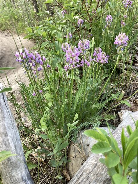 Sticky Locoweed From Southwest Calgary Calgary AB Canada On May 27