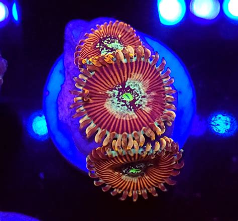 Magician Zoa Morphs – Savage Reef