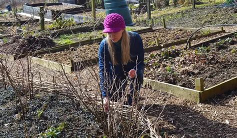 Que faire au jardin en février Les premières espèces à planter et les