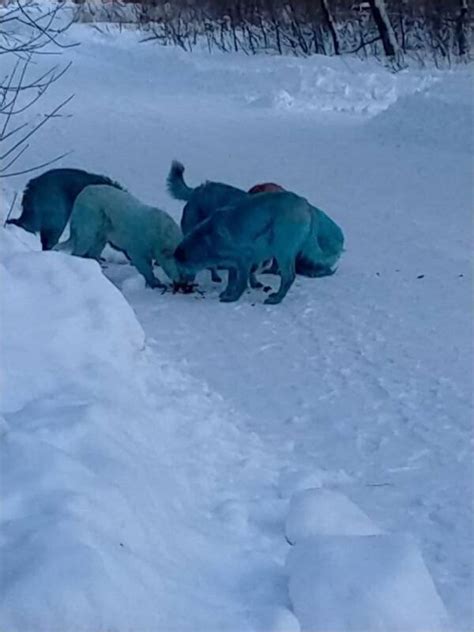 Blue Dogs Found Near Shuttered Russian Chemical Plant