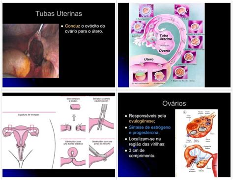 Sistema Reprodutor Humano Anatomia Feminina Ppt