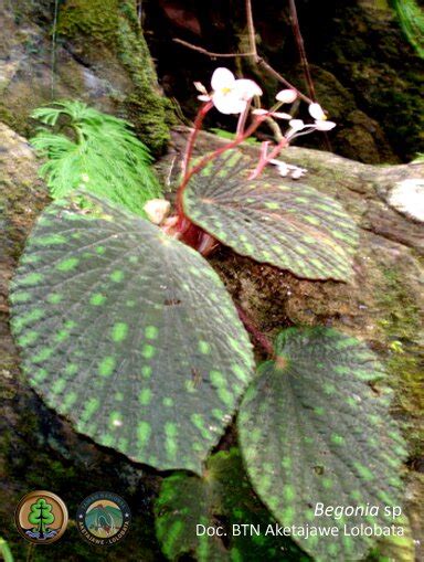 Flora Taman Nasional Aketajawe Lolobata