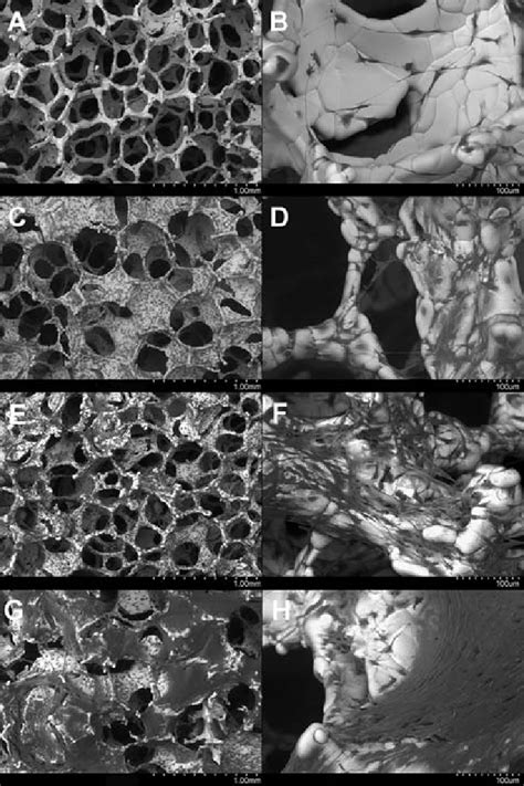 Sem Visualization Of Mc3t3 E1 Cells Growing On The Scaffolds For 1 A