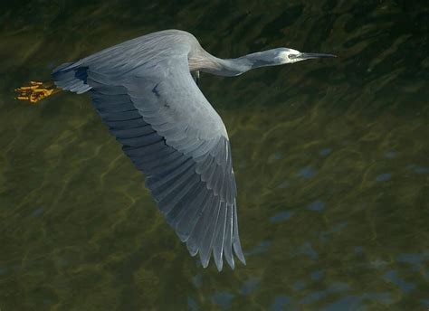 White-faced heron in flight | BIRDS in BACKYARDS