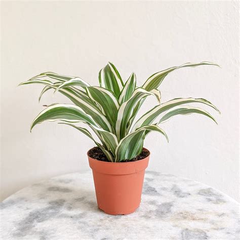 Dracaena Warneckii Tree Mart