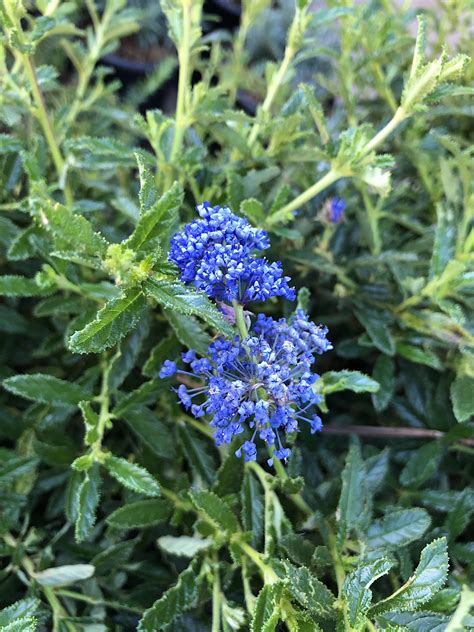 Ceanothus ‘Cynthia Postan’ | Native Sons Wholesale Nursery