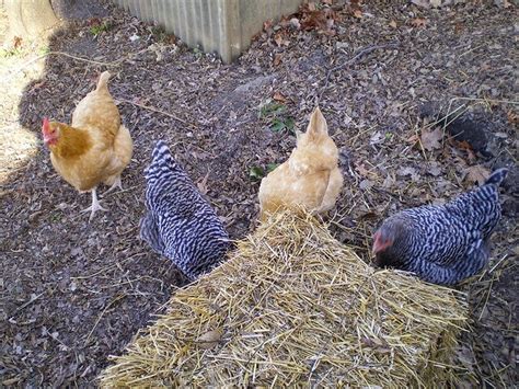 7 Winter Boredom Busters For Backyard Chickens Tilly S Nest