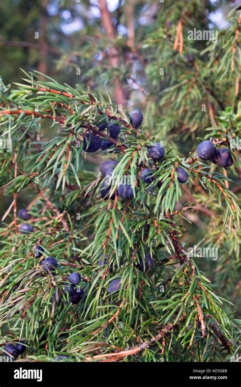 Juniperus Communis The Common Juniper Stock Photo Alamy