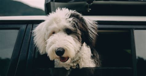 This Tesla Autopilot Feature Allows Dogs To Become Our Personal Drivers