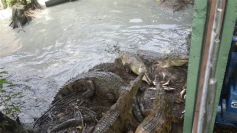 Nueva Cocodrilera De La Isla Santay Albergar Reptiles