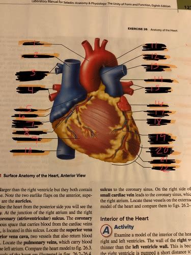 Surface Anatomy Of The Heart Anterior View Flashcards Quizlet