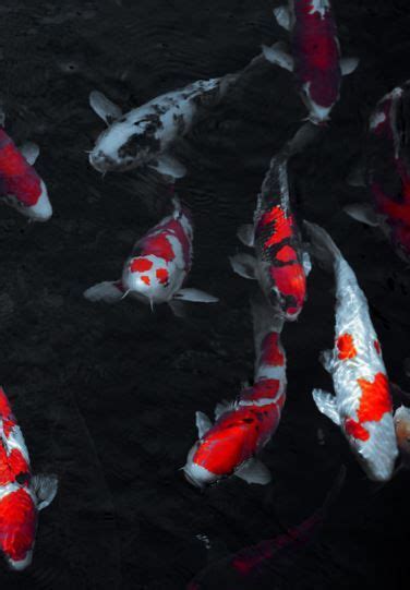 Many Red And White Koi Fish Are Swimming In The Dark Water With Ripples