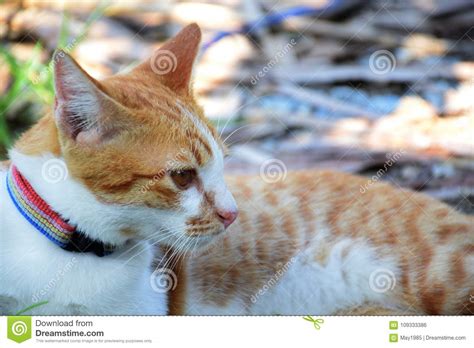 Gato De Gato Atigrado Lindo Que Se Sienta En El Piso Foto De Archivo