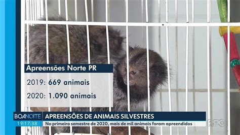 Resgate De Animais Silvestres No Norte Do Paran Aumenta No