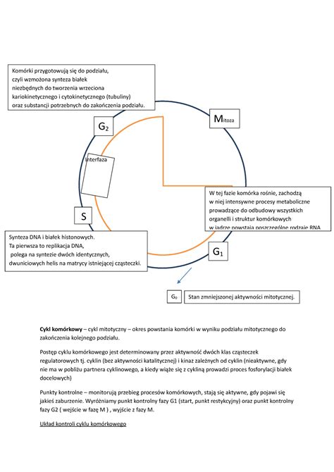 Kontrola Cyklu Kom Rkowego Kom Rki Przygotowuj Si Do Podzia U