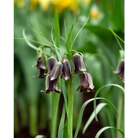 Fritillaria Elwesii Bulb Peter Nyssen Buy Flower Bulbs And Plants