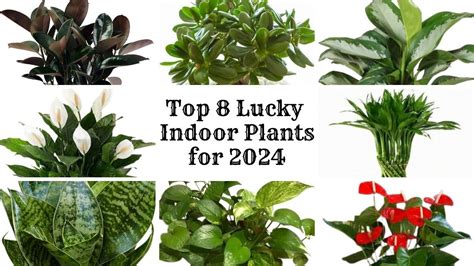 Top Lucky Indoor Plants Feng Shui Plants For Positive Energy