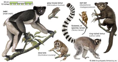 Are lemurs allowed? They're still primates : r/ape