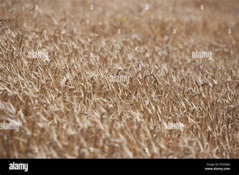 Heads of Barley in a field of crop ready for harvest Stock Photo - Alamy