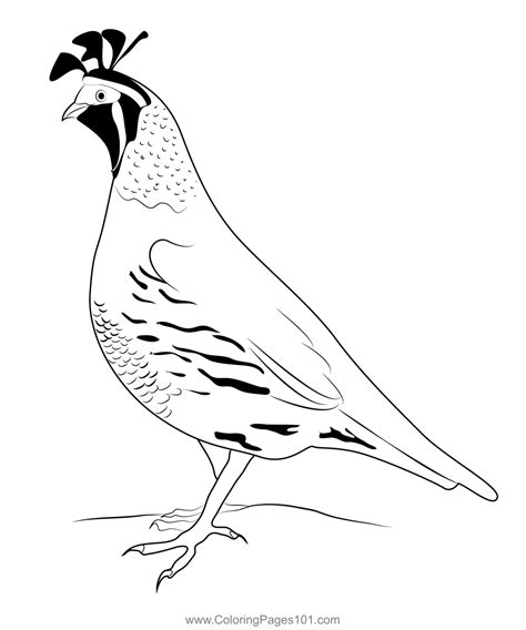 California Quail 11 Coloring Page For Kids Free Quails Printable