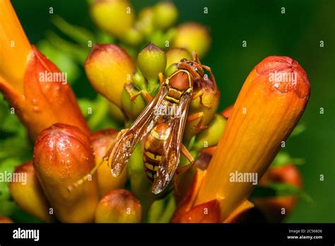 Texas Paper Wasp Polistes Apaches Fuscatus Texanus Apache Wasp