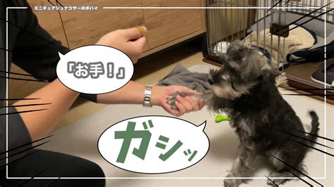 【犬のしつけ】練習していた「待て」や「お手」の成果に感動 Youtube