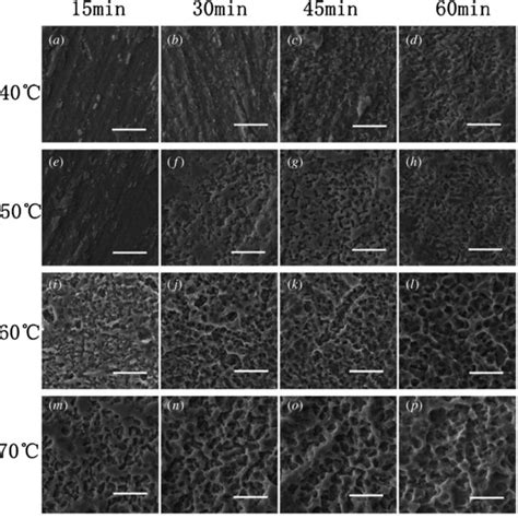 SEM Micrographs 2000 Of The Surface Topography Of Each Group Scale