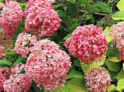 A GUIDE TO NORTHEASTERN GARDENING: New Flowering Shrubs for 2011