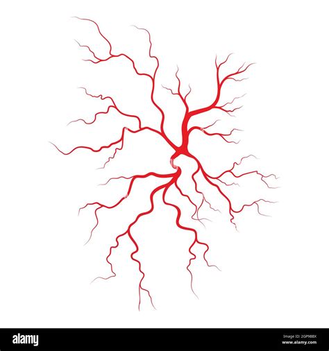 Human Veins And Arteries Illustration Design Template Stock Photo Alamy