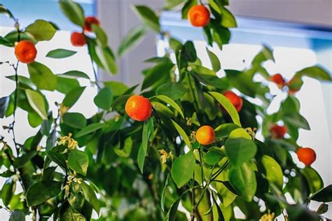 Everything You Need to Know About Caring for an Indoor Orange Tree – US Citrus Nursery