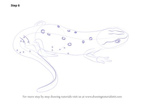 Learn How to Draw a Newt (Amphibians) Step by Step : Drawing Tutorials