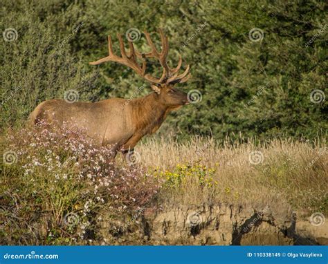 Roosevelt Bull Elk with Antlers Stock Image - Image of outdoor, deer ...