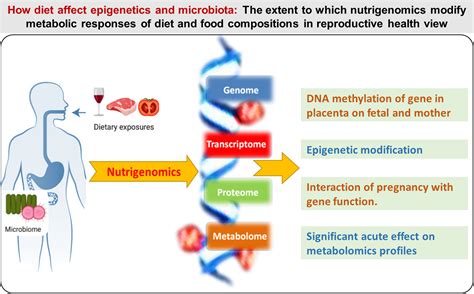 Diet And Human Reproductive System Insight Of Omics Approaches Ma