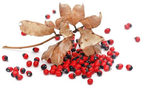 Abrus Precatorius Or Indian Liquorice Seeds Over White Background Stock