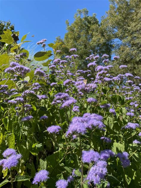 Hardy Ageratum Blue Mist Flower Vinland Valley Nursery