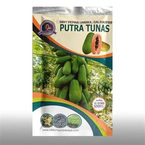 Jual Benih Biji Pepaya Calina Putra Tunas Isi 500 Butir Shopee Indonesia