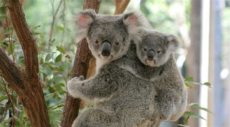 Lone Pine Koala Sanctuary - Brisbane Smiles