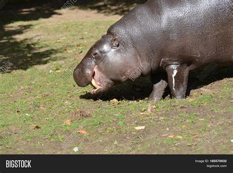 Pygmy Hippo His Tusks Image & Photo (Free Trial) | Bigstock