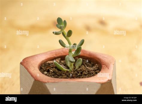 Plant In Concrete Hi Res Stock Photography And Images Alamy