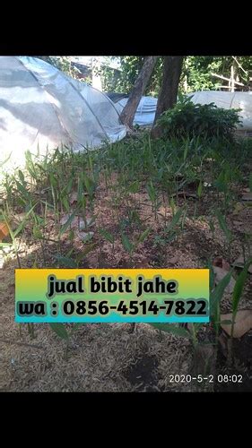 Jual Bibit Jahe Merah Sukabumi CALL 0856 4514 7822 AFIF J Flickr