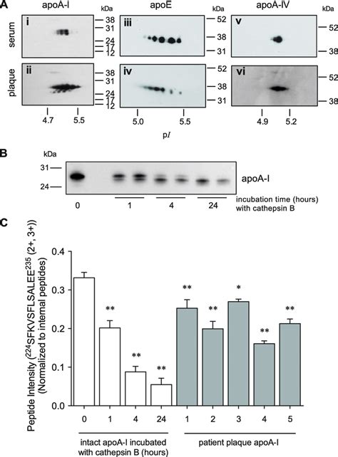 ApoA I From Human Carotid Plaques Contains C Terminal Cleavage A