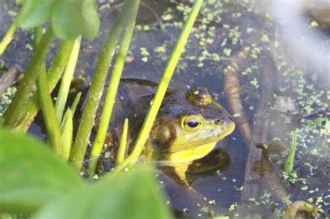 American Bullfrog Invasive Species Council Of British Columbia