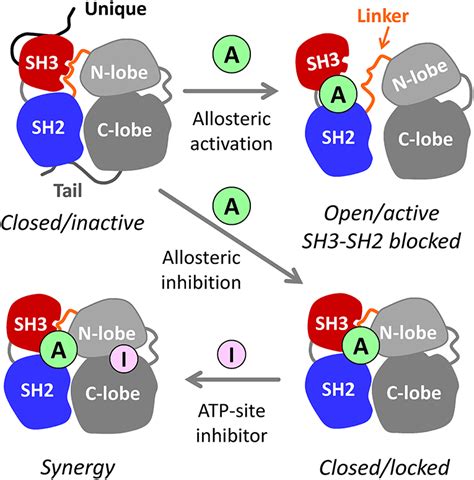 Frontiers Discovery Of Non Peptide Small Molecule Allosteric