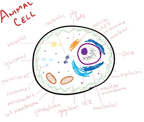 cell diagrams - biology 11 portfolio